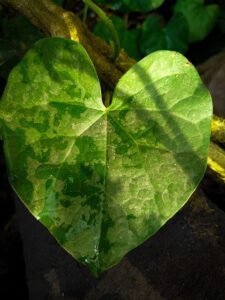 Read more about the article Orice boală are o cale spre vindecare, însă nu orice om este pregătit să o urmeze
